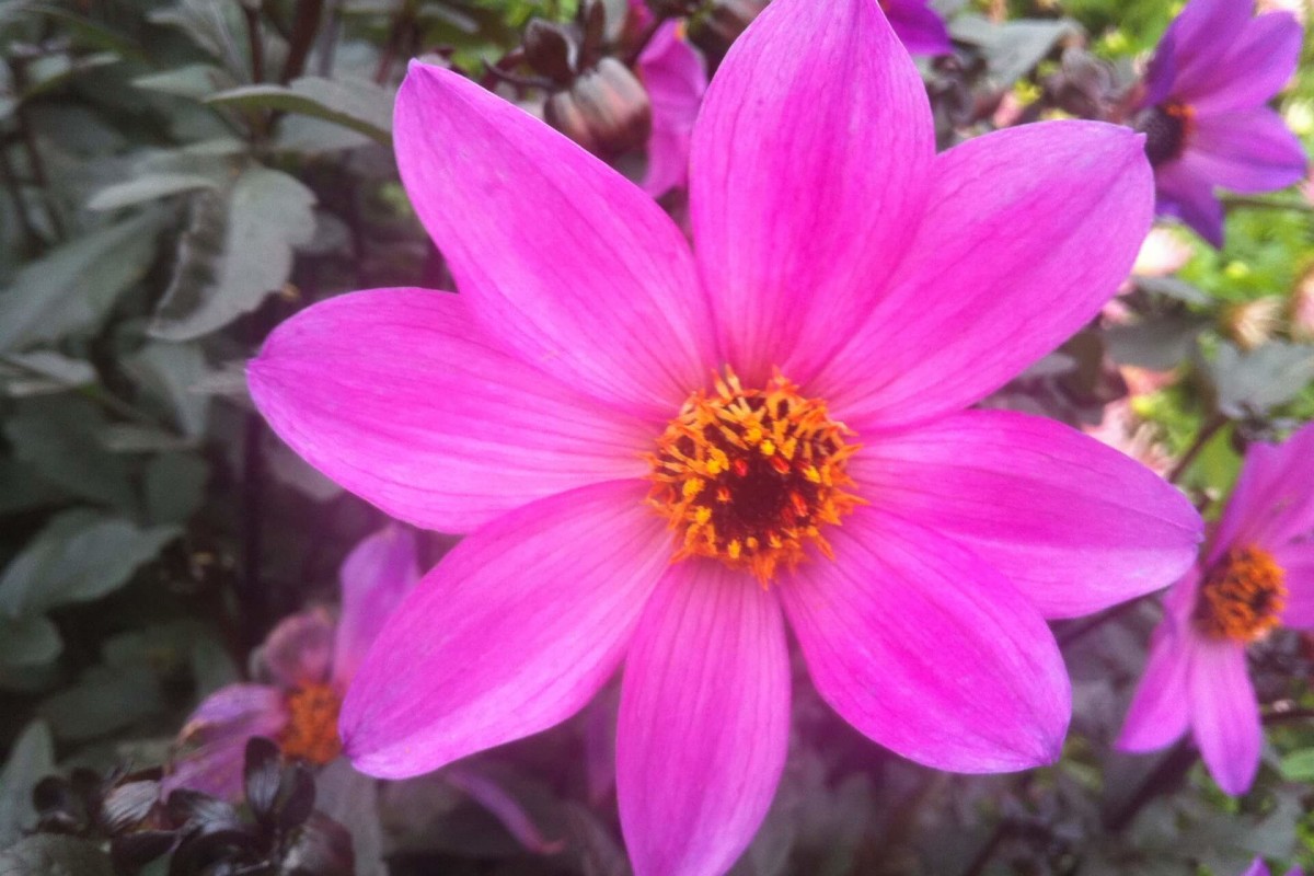 bodenskoe-ozero-i-ostrov-majnau