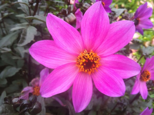 bodenskoe-ozero-i-ostrov-majnau