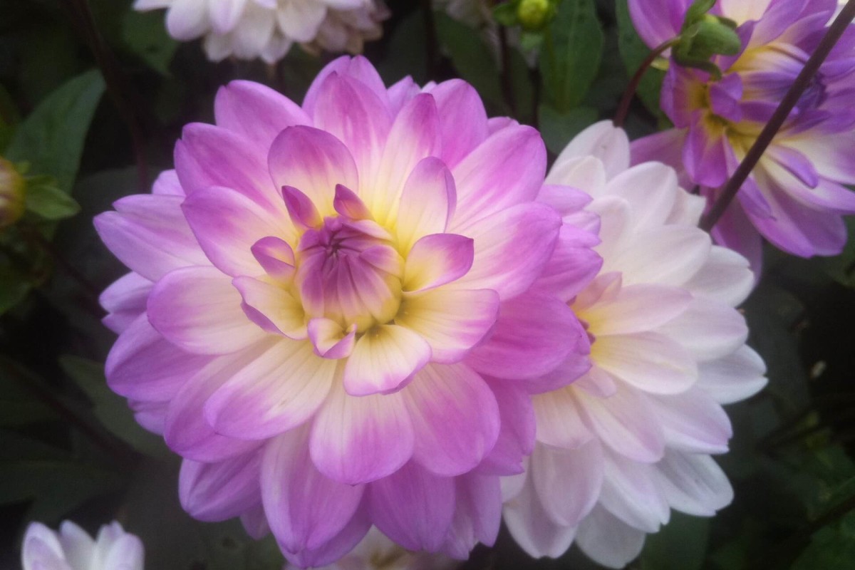 germaniya-bodenskoe-ozero-i-ostrov-majnau