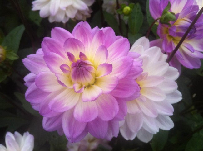 germaniya-bodenskoe-ozero-i-ostrov-majnau