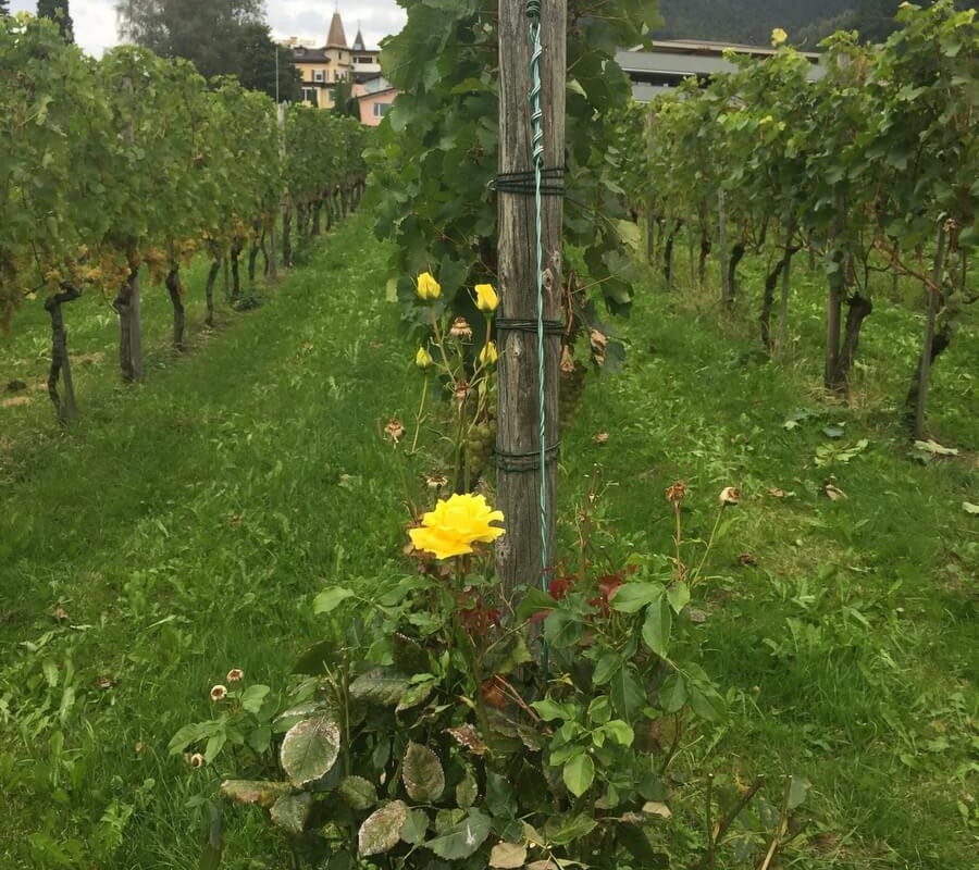 severo-vostochnaya-shvejtsariya-3