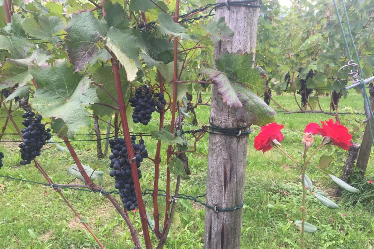 severo-vostochnaya-shvejtsariya-4